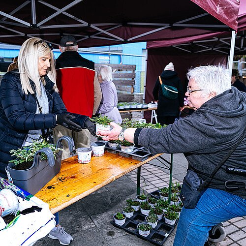 Blumenpflanzaktion Osloer Straße - Ausgabe am Pflanztisch